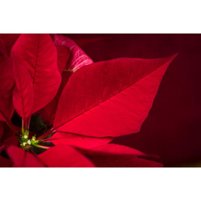 Close up Poinsettia by Nikonshutterman - Wrapped Canvas Photograph 17 Stories Size: 51cm H x 76cm W on Productcaster.