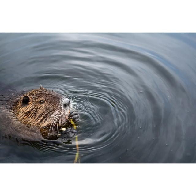 Eurasian Beaver by Cris - Wrapped Canvas Photograph 17 Stories Size: 81cm H x 122cm W on Productcaster.