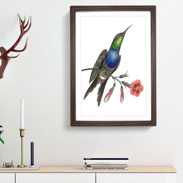 Furcated Hummingbird by George Shaw - Picture Frame Painting Print East Urban Home Frame Option: Walnut Framed, Size: 48cm H x 36cm W x 2cm D on Productcaster.