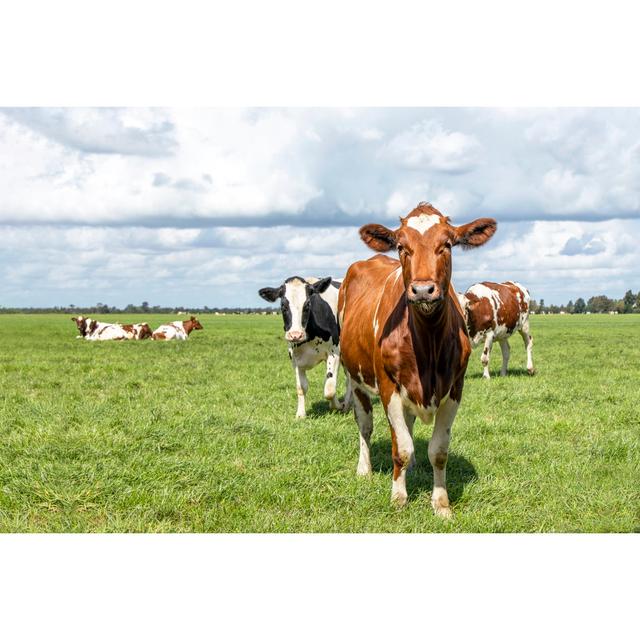 Curious Cheeky Cow Happy Running Towards in a Green field Under a Blue Sky and a Distant Horizon by Clara Bastian - Wrapped Canvas Photograph August G on Productcaster.