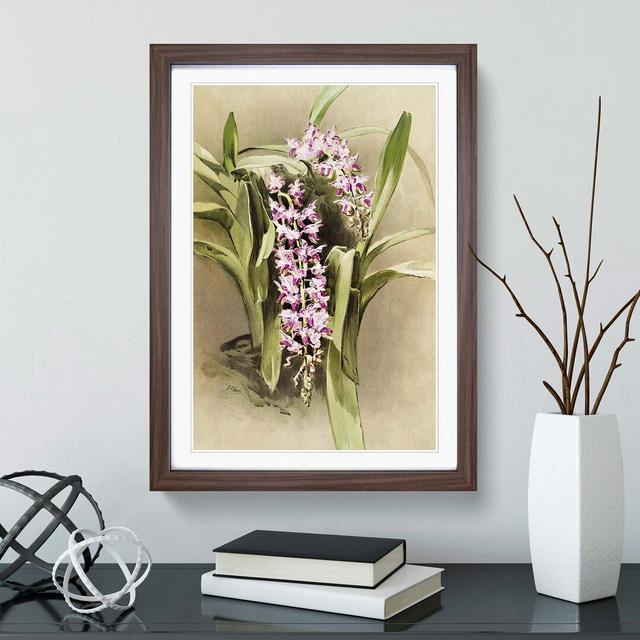 Magnolia Flowers Illustration Tab. 81 by Frederick Sander - Picture Frame Painting Print East Urban Home Frame Option: Walnut, Size: 50cm H x 35cm W x on Productcaster.