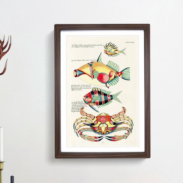 East Indies Fish & Crab Illustrations XXXIV by Louis Renard - Picture Frame Painting Print East Urban Home Frame Option: Walnut Framed, Size: 48cm H x on Productcaster.