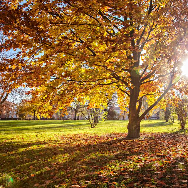 Autumn Park - Wrapped Canvas Photograph Union Rustic Size: 76cm H x 76cm W x 3.8cm D on Productcaster.