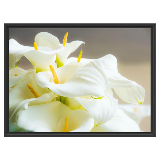 Gerahmtes Wandbild Wunderschöne weiße Calla Lilien East Urban Home Größe: 60 cm H x 80 cm B on Productcaster.