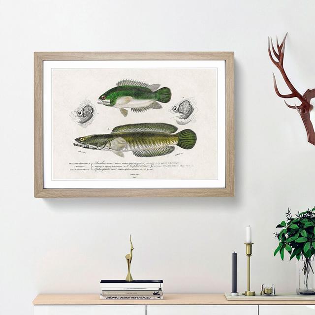 Green Fish Illustrations by Charles d' Orbigny - Picture Frame Painting Print East Urban Home Size: 27cm H x 36cm W x 2cm D, Frame Option: Oak Framed on Productcaster.