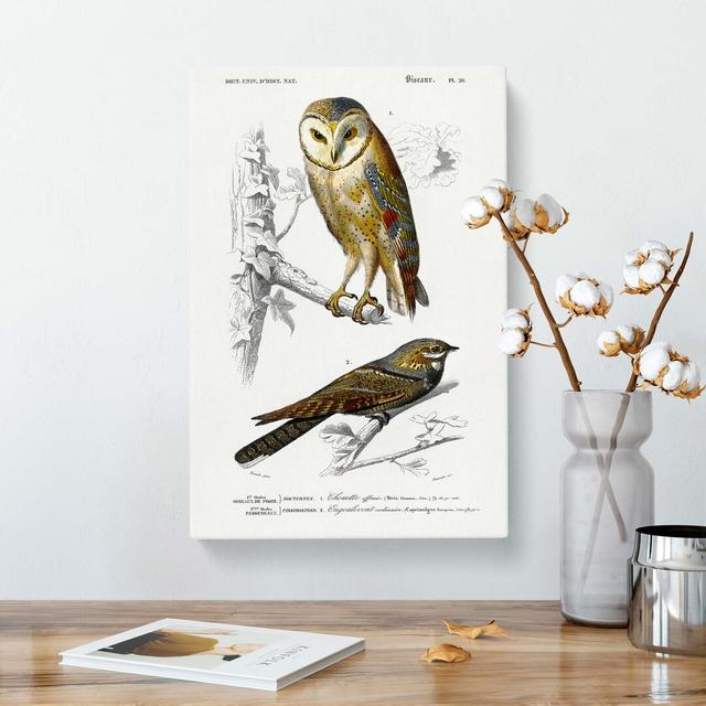 Owl and Bird Illustrations by Charles D' Orbigny - Wrapped Canvas Painting Print East Urban Home Size: 50cm H x 35cm W x 3cm D on Productcaster.