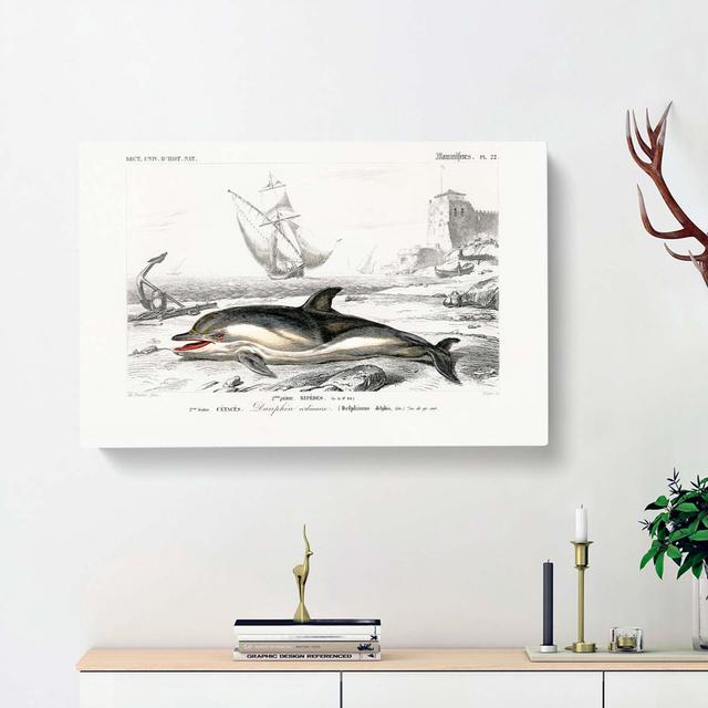 Beached Dolphin by Charles d'Orbigny - Wrapped Canvas Painting Print East Urban Home Size: 35cm H x 50cm W x 3cm D on Productcaster.