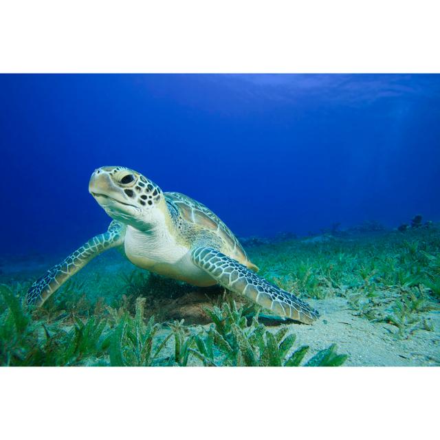 Green Sea Turtle by Richcarey - Wrapped Canvas Photograph 17 Stories Size: 30Cm H x 46Cm W on Productcaster.