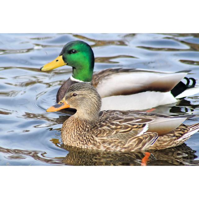 Mallard Duck August Grove Size: 81cm H x 122cm W x 3.8cm D on Productcaster.