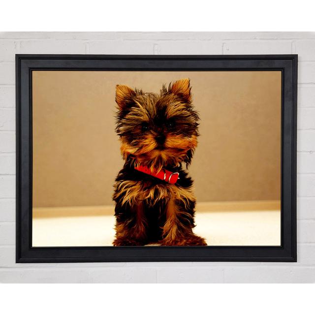 Yorkshire Terrier Puppy - Single Picture Frame Art Prints Brayden Studio Size: 42cm H x 59.7cm W x 1.5cm D, Format: Matte Black Framed Paper on Productcaster.