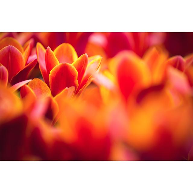 Tulip Field by Borut Trdina - Wrapped Canvas Art Prints Latitude Run Size: 20cm H x 30cm W on Productcaster.