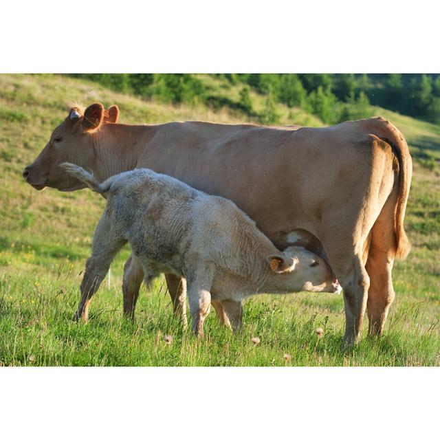 Cow in a Prairie by Chrisroll - Wrapped Canvas Photograph Natur Pur Size: 20cm H x 30cm W on Productcaster.