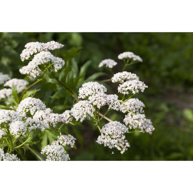 Hannelore Valerian Plant - Wrapped Canvas Photograph Latitude Run Size: 61cm H x 91cm W x 3.8cm D on Productcaster.