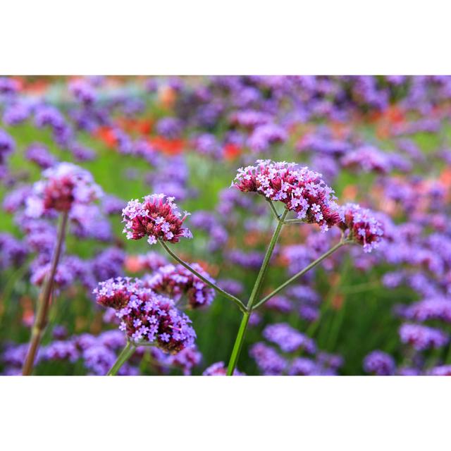 Verbena Bonariensis Flower by Tolga_Tezcan - Wrapped Canvas Art Prints 17 Stories Size: 81cm H x 122cm W on Productcaster.