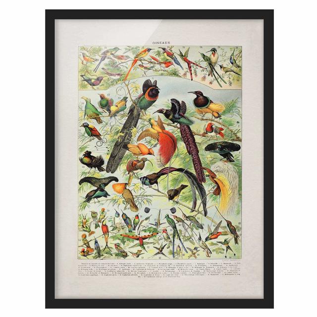 Vintage Educational Board Birds of Paradise - Picture Frame Graphic Art Rosalind Wheeler Size: 55cm H x 40cm W x 2cm D, Frame Option: Black on Productcaster.