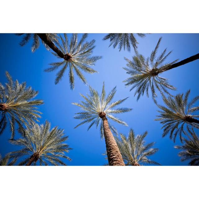 Palm Trees by Aleksle - Wrapped Canvas Print 17 Stories Size: 30cm H x 46cm W x 3.8cm D on Productcaster.