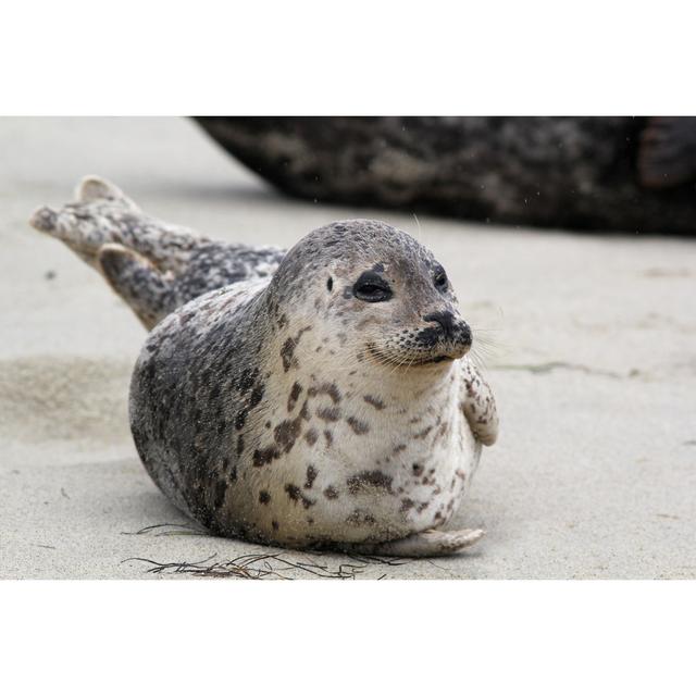 Happy Harbor Seal by Randimal - Wrapped Canvas Photograph Natur Pur Size: 30cm H x 46cm W on Productcaster.