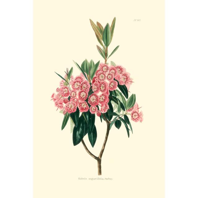 Flowering Shrub I by Edmonston and Douglas - Wrapped Canvas Painting August Grove Size: 122cm H x 81cm W on Productcaster.