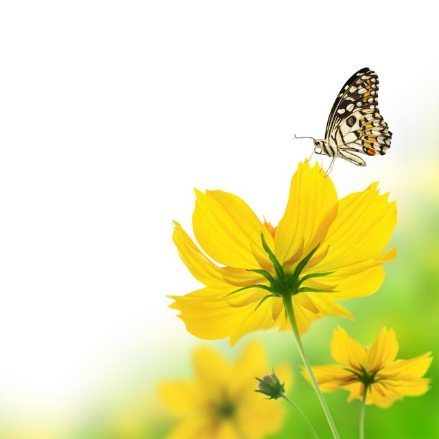 Flower Yellow Butterfly by Sarunyu_Foto - Wrapped Canvas Photograph Brambly Cottage Size: 30cm H x 30cm W on Productcaster.