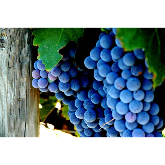 Bunch Of Grapes by Nohomedia - Wrapped Canvas Print August Grove Size: 60.96cm H x 91.44cm W on Productcaster.