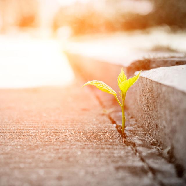 Growing Out Of Concrete by Baona - No Frame Print on Canvas 17 Stories Size: 20cm H x 20cm W on Productcaster.