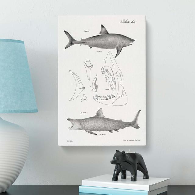 Illustrations Of Sharks by J.E. De Kay - Wrapped Canvas Painting East Urban Home Size: 50cm H x 35cm W x 3cm D on Productcaster.