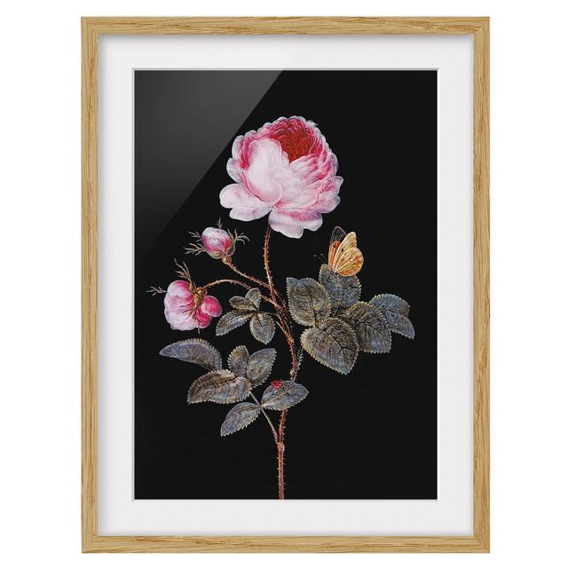 The Hundred-Petalled Rose by Barbara Regina Dietzsch - Picture Frame Painting Rosalind Wheeler Size: 40cm H x 30cm W x 2cm D, Frame Option: Brown on Productcaster.