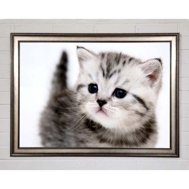 Kitty Cat - Single Picture Frame Art Prints Ebern Designs Size: 29.7cm H x 42cm W x 1.5cm D on Productcaster.