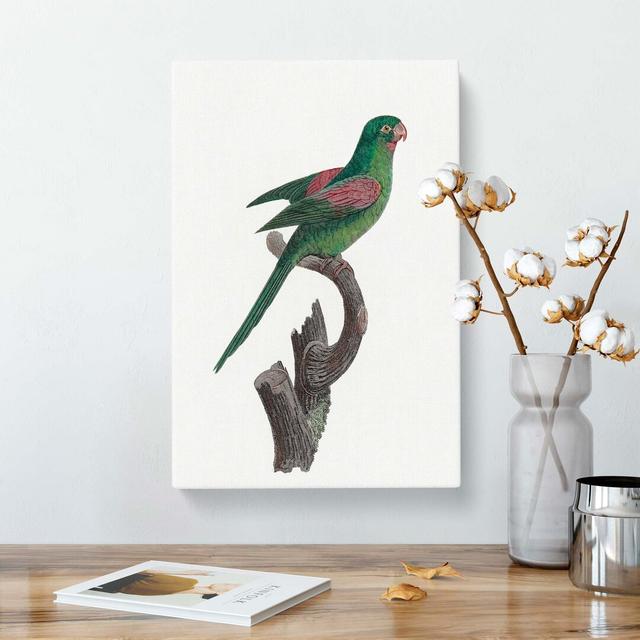 Parakeet by F. Levaillant - Wrapped Canvas Painting East Urban Home Size: 60cm H x 40cm W x 3cm D on Productcaster.