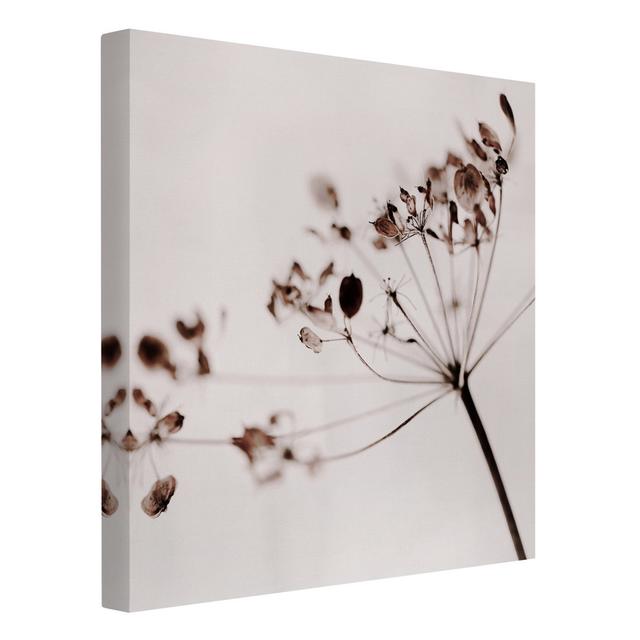 Macro Shot of Dried Flowers in the Shade by Monika Strigel - Wrapped Canvas Photograph Rosalind Wheeler Size: 70cm H x 70cm W on Productcaster.