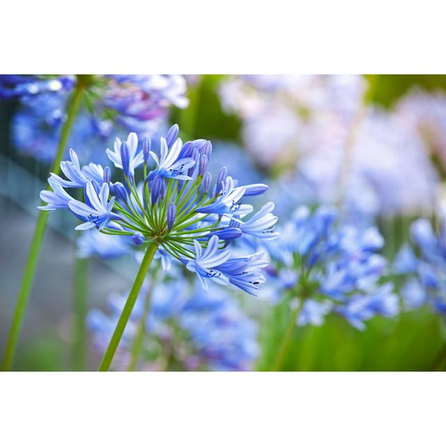 Macro Photo of Bright Agapanthus Flowers in the Garden - Wrapped Canvas Photograph Ebern Designs Size: 51cm H x 76cm W x 3.8cm D on Productcaster.