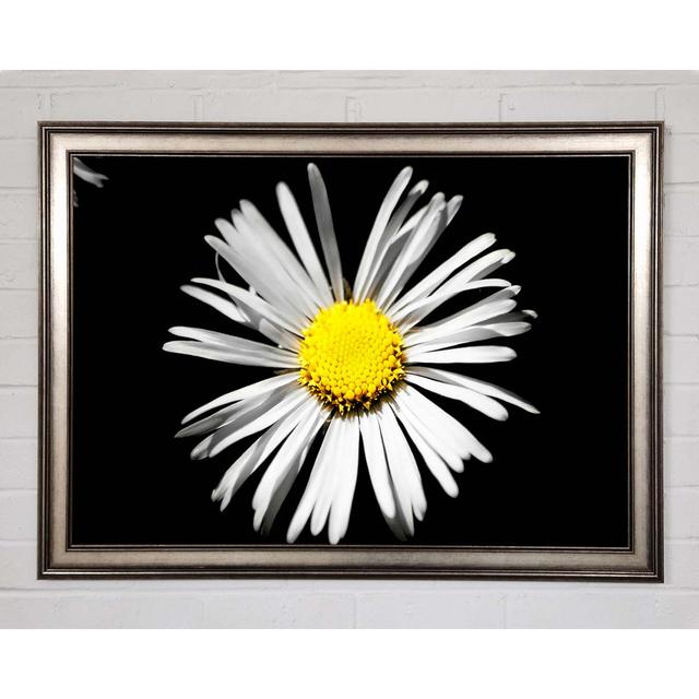 White Daisy Sunlight - Single Picture Frame Art Prints Brayden Studio Size: 29.7cm H x 42cm W x 1.5cm D on Productcaster.