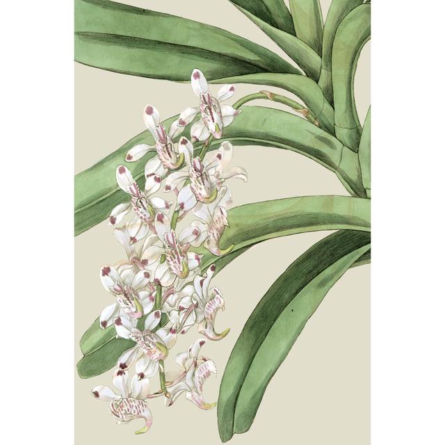 Orchid Blooms I by Vision Studio - Wrapped Canvas Art Prints Rosalind Wheeler Size: 122cm H x 81cm W x 0.38cm D on Productcaster.