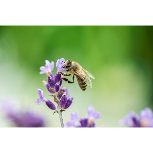 Honeybee On Lavender by Ajma_pl - Wrapped Canvas Print Latitude Run Size: 30cm H x 46cm W on Productcaster.