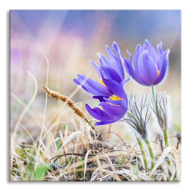 Beautiful Crocuses - No Frame Print on Glass Brayden Studio Size: 80cm H x 80cm W x 0.4cm D on Productcaster.