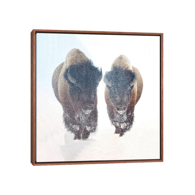 Two Bison in a Snow Storm by OLena Art - Floater Frame Photograph on Canvas Union Rustic on Productcaster.