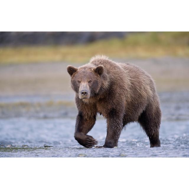 Grizzly Bear von KenCanning - Kunstdrucke auf Leinwand Natur Pur Größe: 40 cm H x 60 cm B on Productcaster.