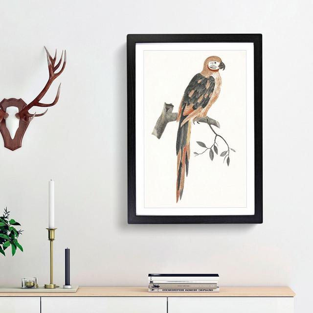 A Parrot by Johan Teyler - Picture Frame Painting Print on Paper East Urban Home Frame Option: Black Framed, Size: 45cm H x 33cm W x 2cm D on Productcaster.