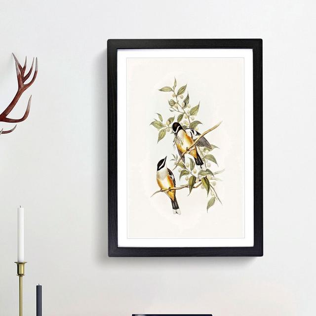 Buff-Sided Robins by Elizabeth Gould - Picture Frame Art Print East Urban Home Frame Option: Black Framed, Size: 48cm H x 36cm W x 2cm D on Productcaster.