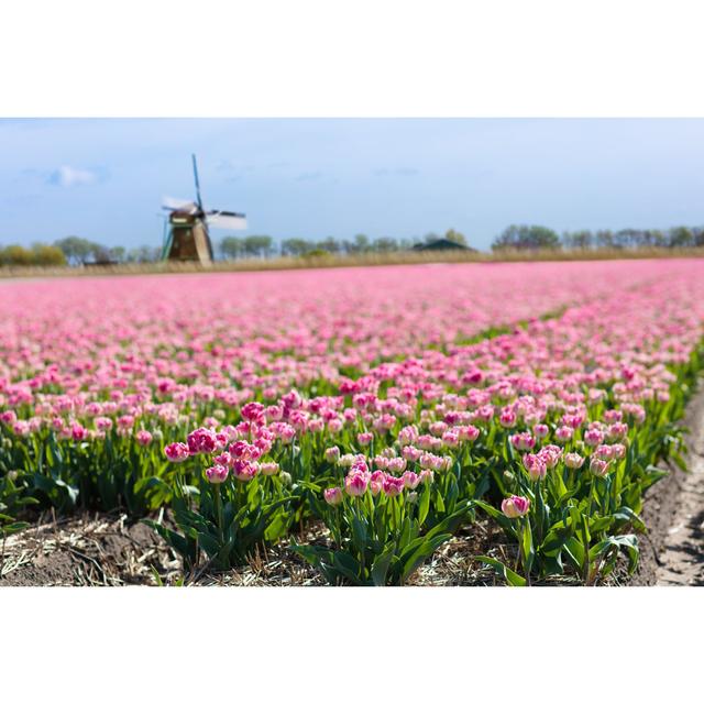 Tulip Fields by FamVeld - Wrapped Canvas Print Brambly Cottage Size: 30cm H x 46cm W on Productcaster.