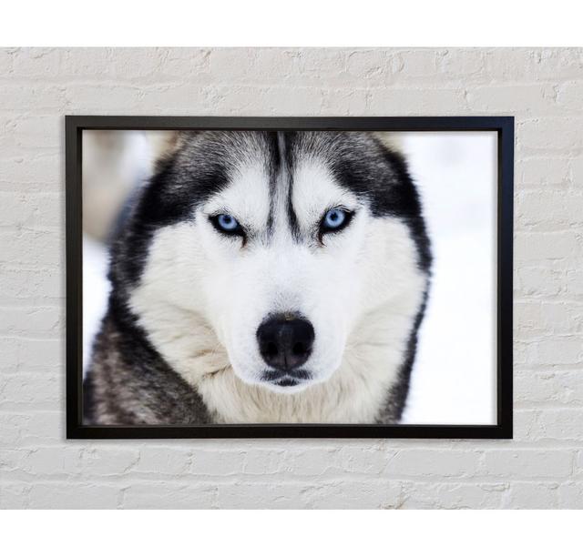 Husky Dog Snow Face - Single Picture Frame Art Prints on Canvas Bright Star Size: 84.1cm H x 118.9cm W x 3.3cm D on Productcaster.