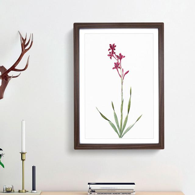 Bugle Lily in Pink by Pierre-Joseph Redoute - Picture Frame Art Print East Urban Home Frame Option: Walnut Framed, Size: 48cm H x 36cm W x 2cm D on Productcaster.