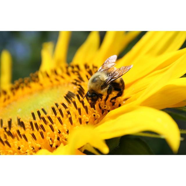 Bee On Sunflower by Merrymoonmary - No Frame Art Prints on Canvas Brambly Cottage Size: 61cm H x 91cm W on Productcaster.