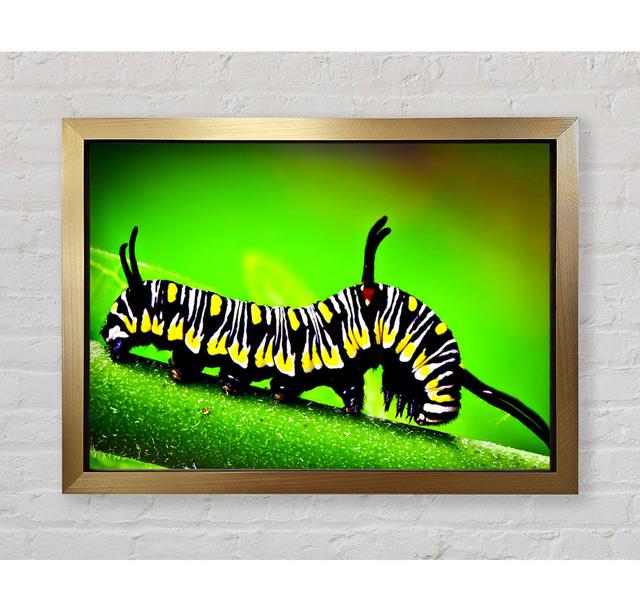 Caterpillar Macro - Single Picture Frame Art Prints Bright Star Size: 59.7cm H x 84.1cm W on Productcaster.