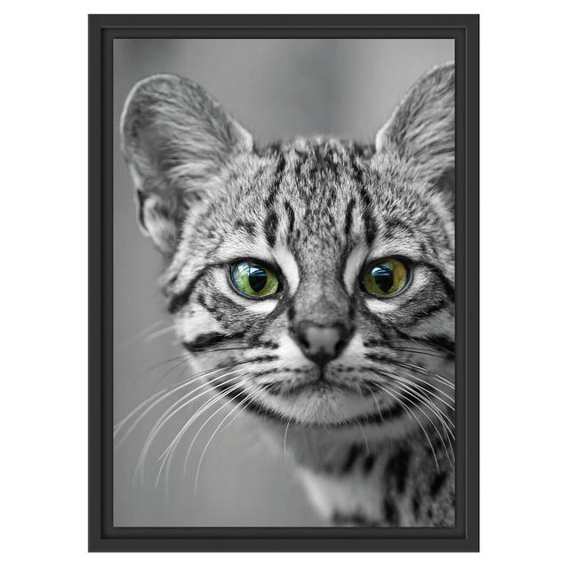 Gerahmtes Wandbild kleine Bengalkatze East Urban Home Größe: 55 cm H x 40 cm B on Productcaster.