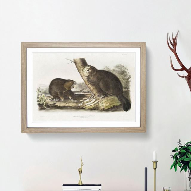 American Beavers by J.W. Audubon - Picture Frame Painting Print on Paper East Urban Home Size: 33cm H x 45cm W x 2cm D, Frame Option: Oak Framed on Productcaster.