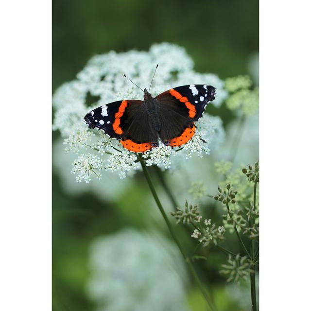 Islesboro Red Admiral Butterfly - Print Latitude Run Size: 91cm H x 61cm W x 3.8cm D on Productcaster.