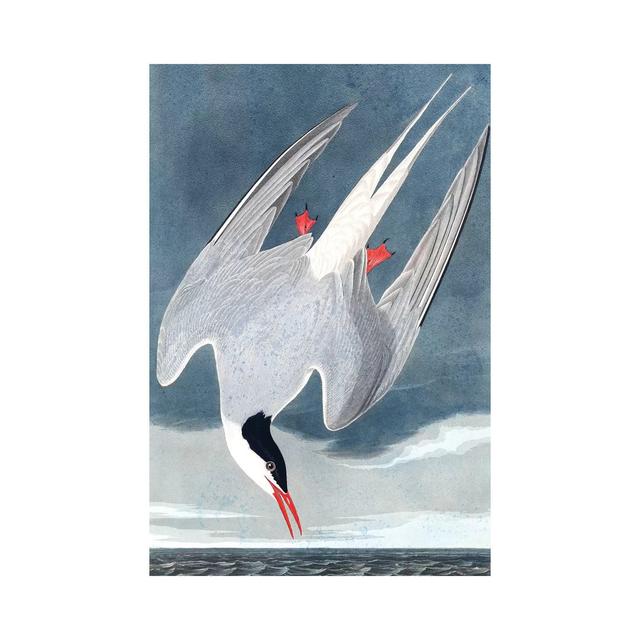 Arctic Tern, Sterna Paradisaea, From "The Birds Of America", 1827-38 House of Hampton Size: 45.72cm H x 30.48cm W x 1.91cm D on Productcaster.