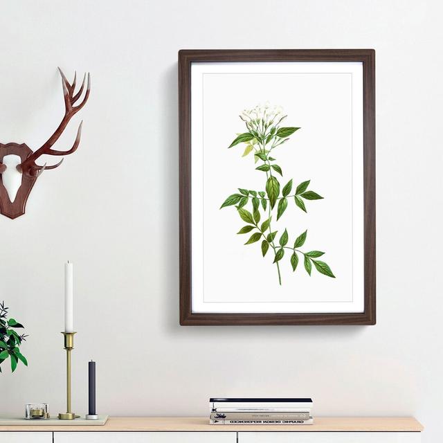 Jasmine Flowers by Pierre-Joseph Redoute - Picture Frame Graphic Art Print East Urban Home Size: 36cm H x 27cm W x 2cm D, Frame Option: Walnut Framed on Productcaster.