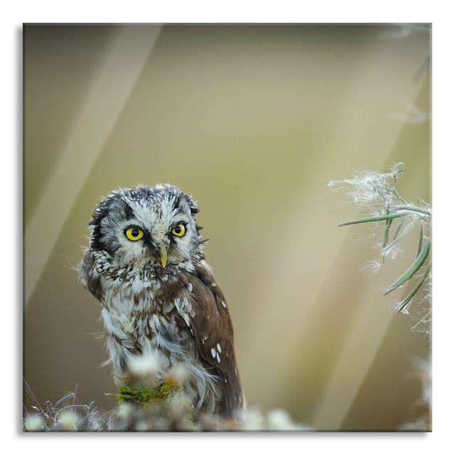 Owl Admiring Leaf - No Frame Print on Glass Union Rustic Size: 80cm H x 80cm W x 0.4cm D on Productcaster.